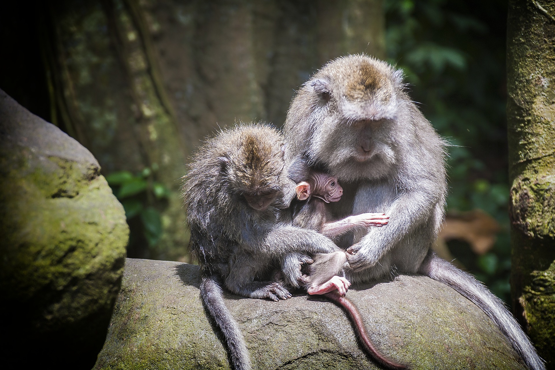 Ubud Monkey Forest in Bali