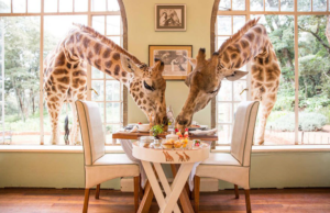 20 Of The World’s Most Amazing Restaurants To Eat In Before You Die