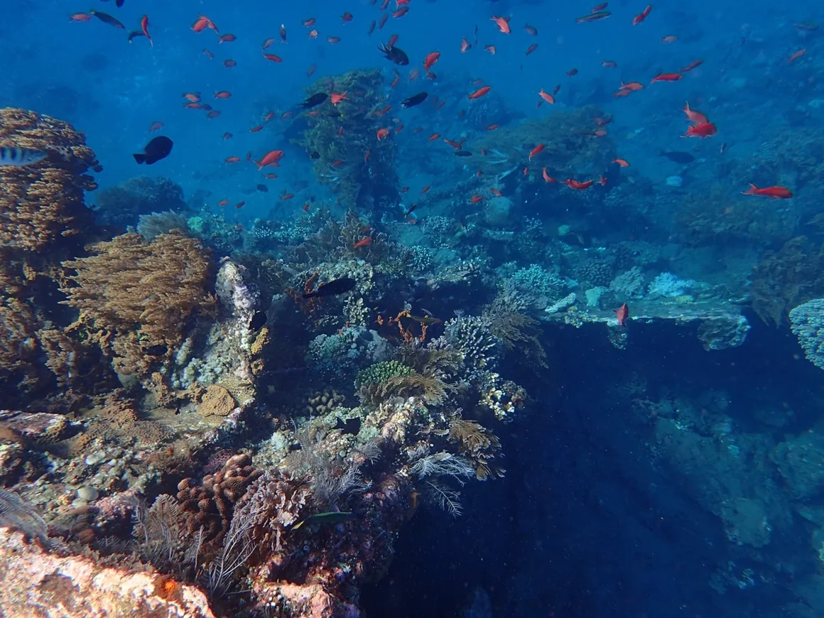 Snorkeling at the Japanese Wreck: A Guide to One of Bali’s Best Underwater Adventures